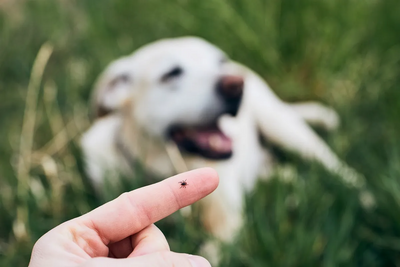 Vets issue warning as deadly tick disease spreads across Australia
