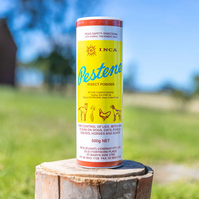 Inca Pestene Powder 500g