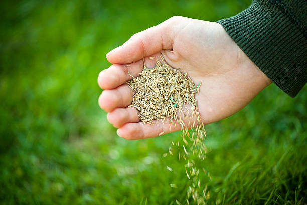 'Canberra' Lawn Seed Blend 4kg