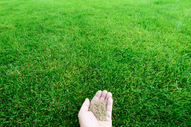 'Goulburn' Lawn Seed Blend 4kg