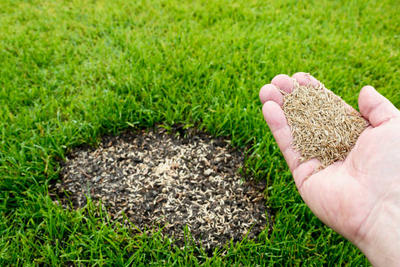 Robust Lawn Seed Blend 4kg
