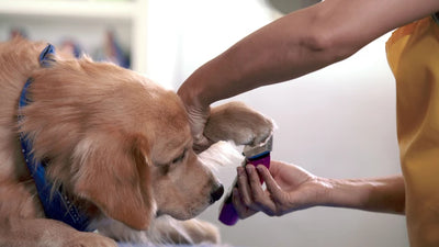 How to Trim Your Dog’s Nails Safely