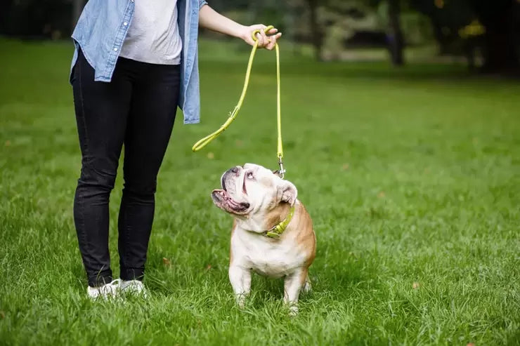 Training Your Pup To Walk