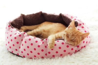 Why You Should Use an Automatic Cat Toilet