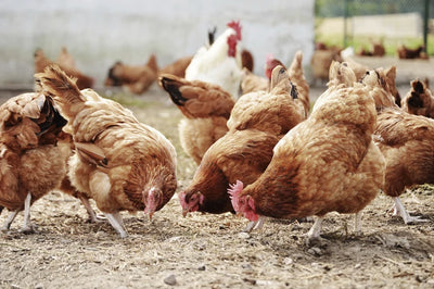 Caring for Chickens In Summer