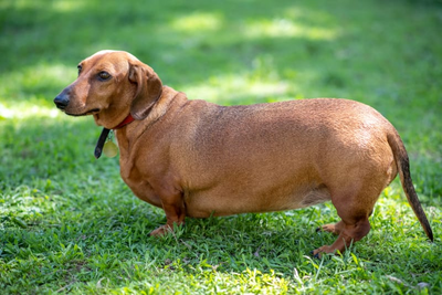 Overweight Dachshund lying on the floor with a food bowl nearby – raising awareness about pet obesity in Australian dogs.