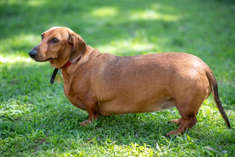 Overweight Dachshund lying on the floor with a food bowl nearby – raising awareness about pet obesity in Australian dogs.