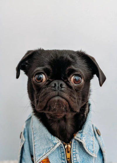 How To Check For Dog Dental Problems At Home