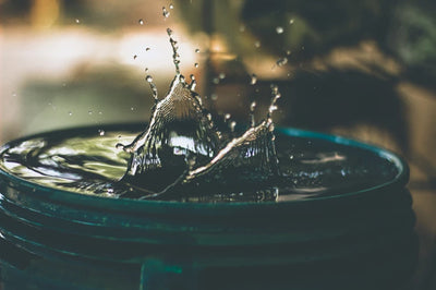 Choosing An Automatic Pet Waterer & Feeder