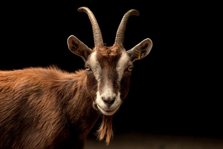 How to Prevent Foot Rot in Goats
