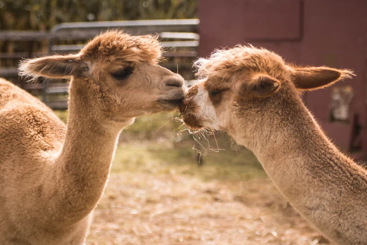 Basics Of Keeping Alpacas