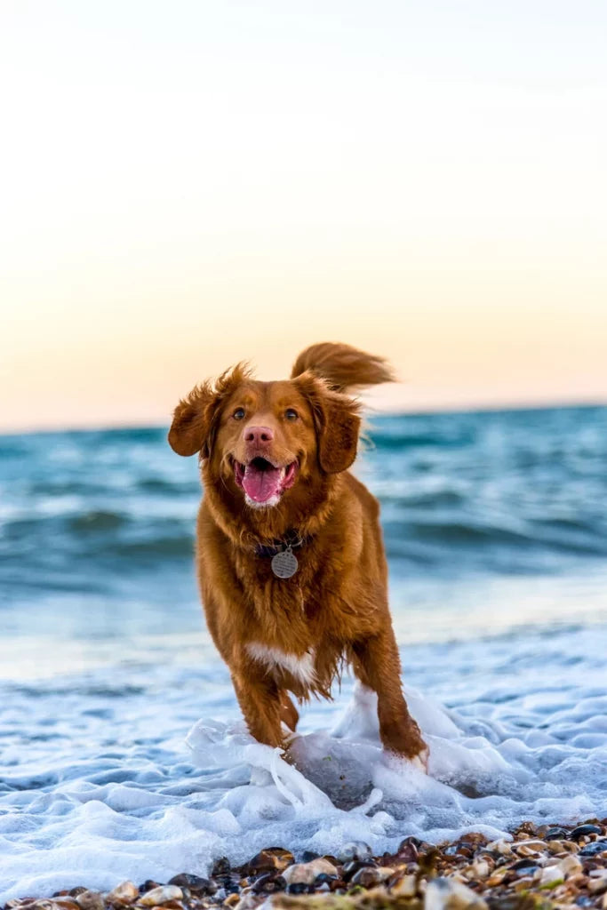 Melbourne’s Best Dog Parks 2022