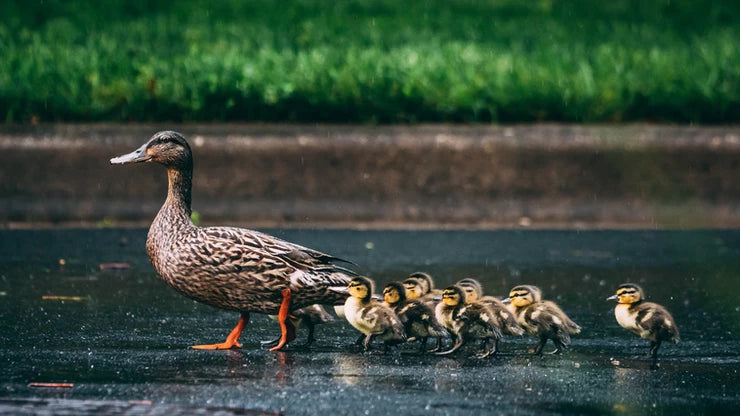 Raising Chickens & Ducks Together