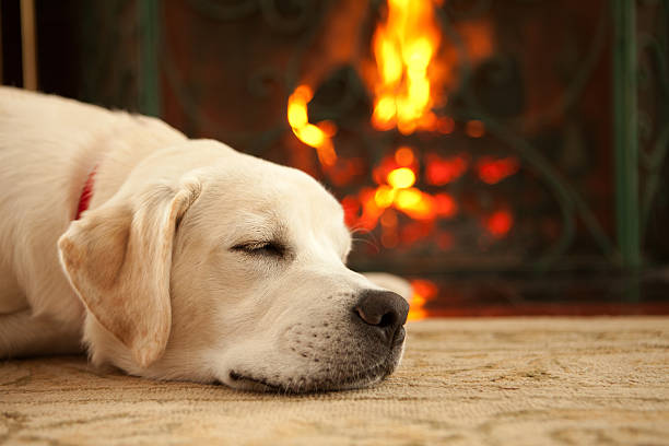 Keep Your Pups Toasty During Winter with These Dog-Friendly Tips | Andala Pets & Rural