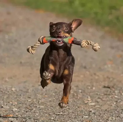 Tug N' Catch Rope Dog Toy